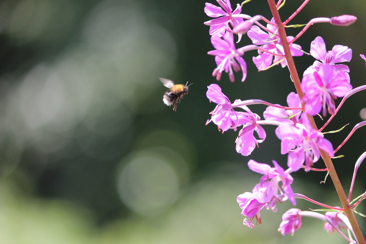 bee primrose summer free photo