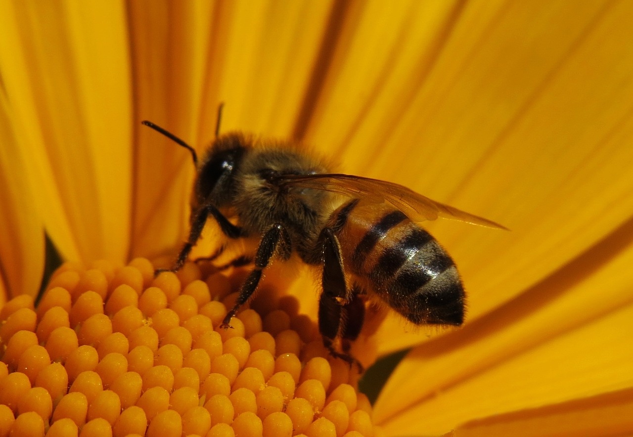 bee insect macro free photo