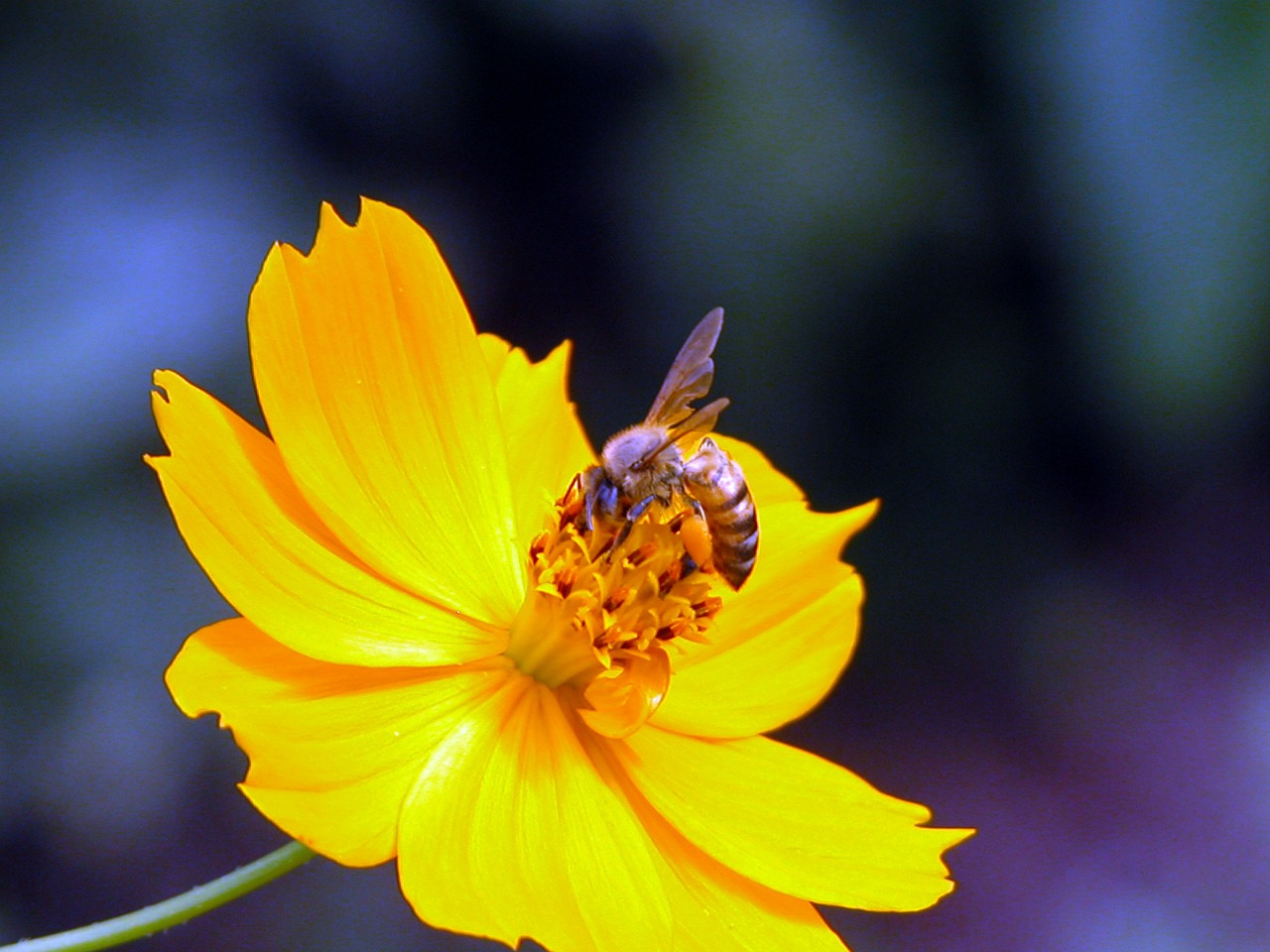 bee yellow flower free photo