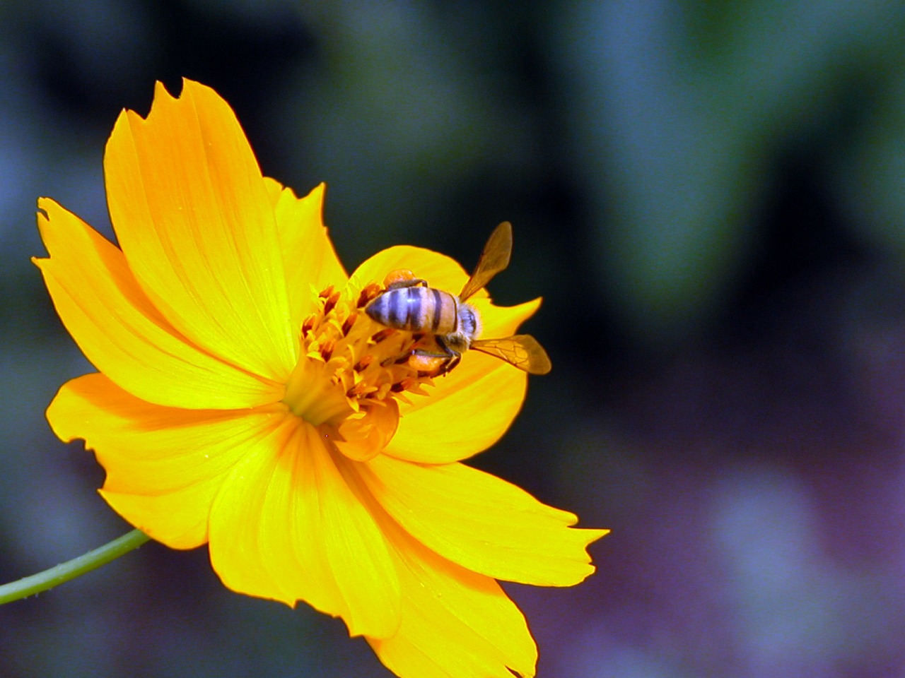 bee yellow flower free photo