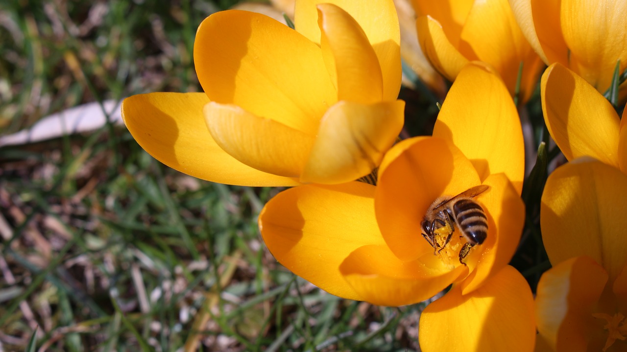 bee flower crocus free photo