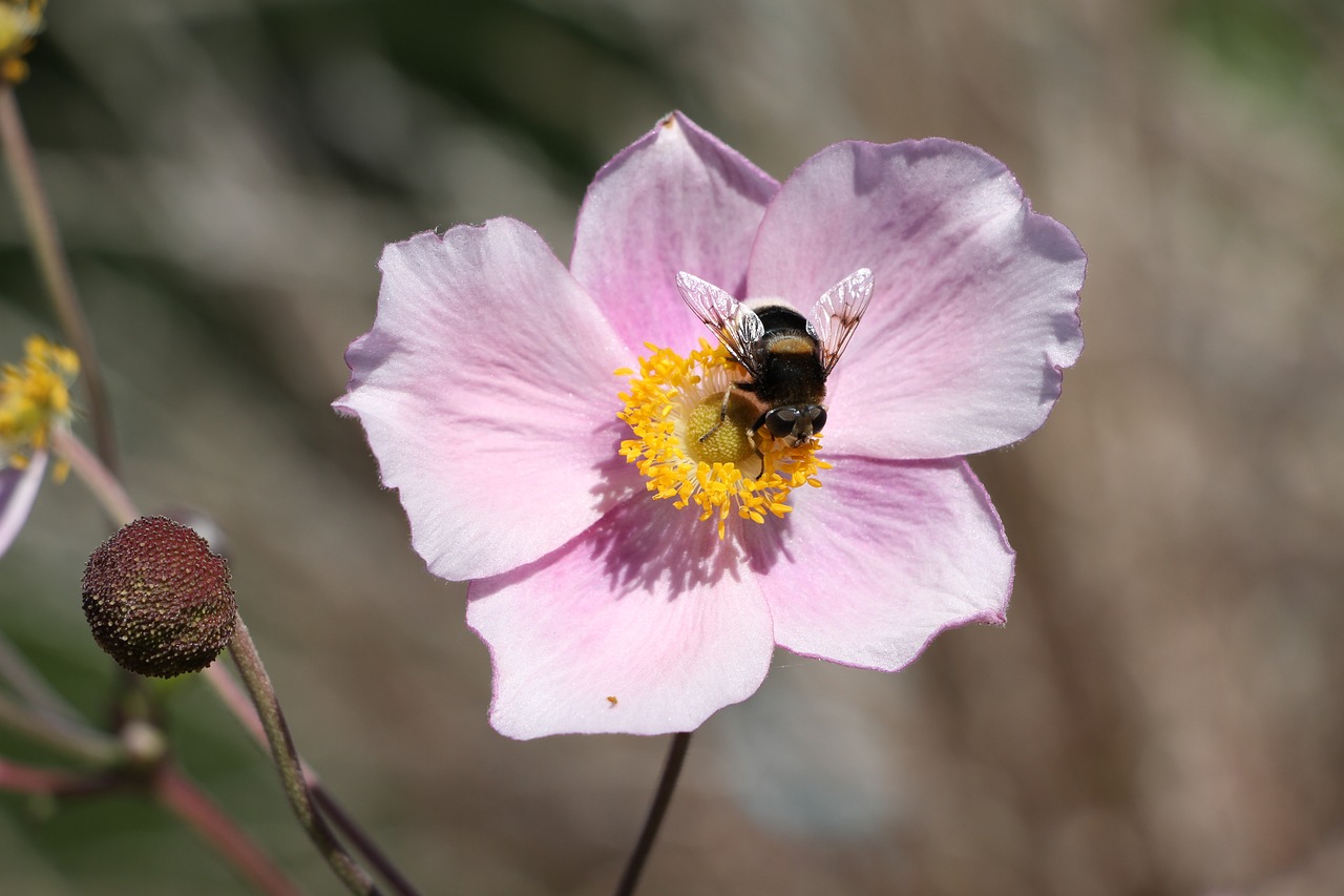 bee flower plant free photo