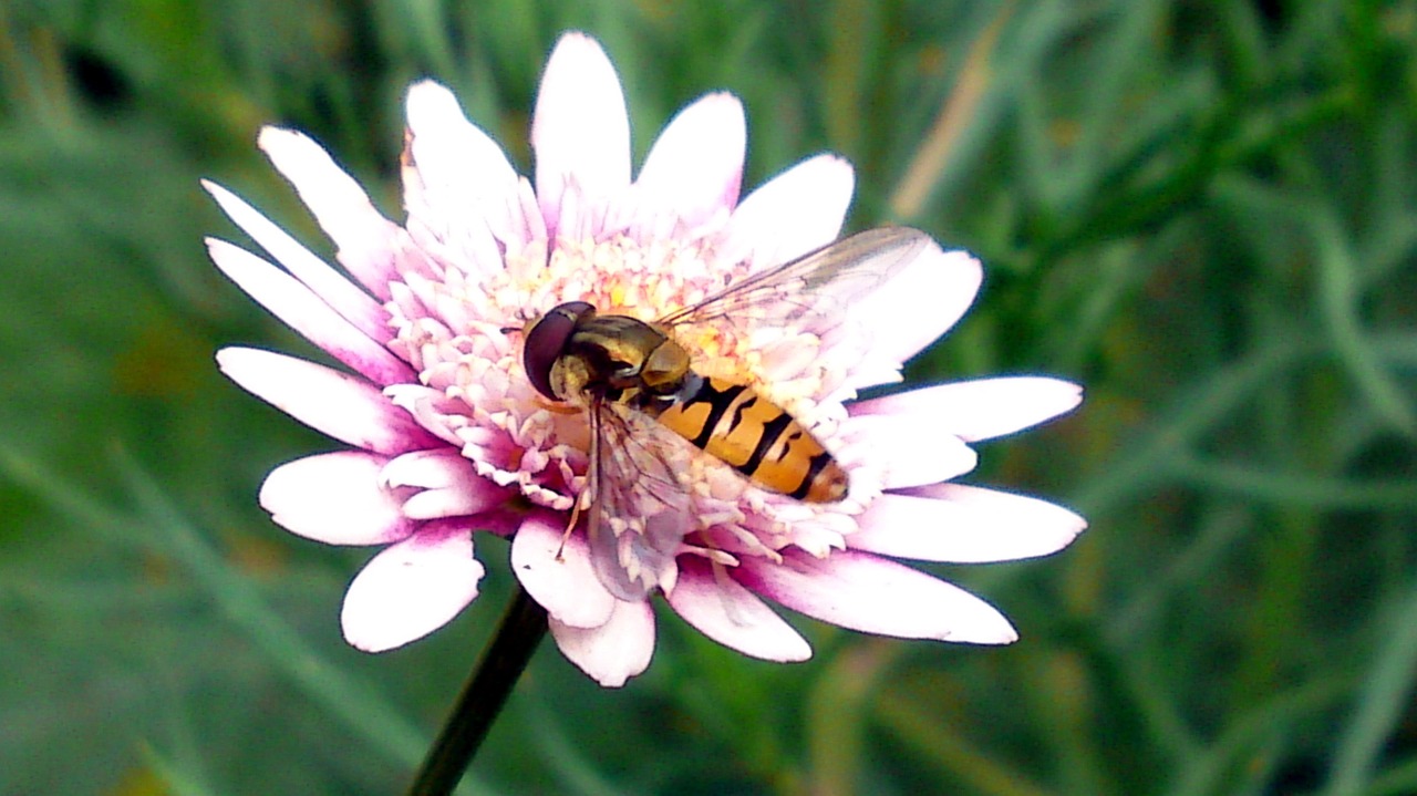 bee flower nature free photo