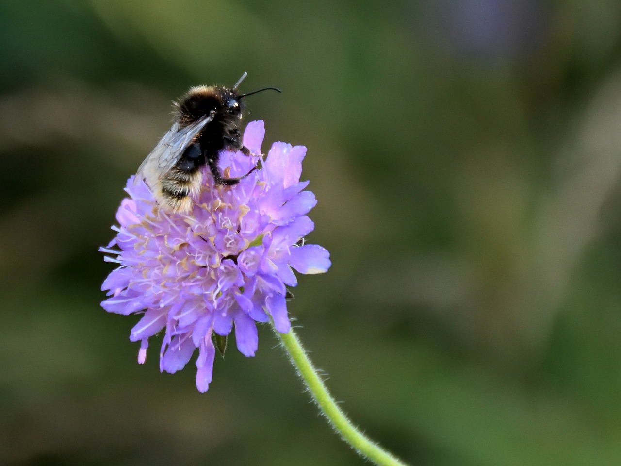 bee flower close free photo