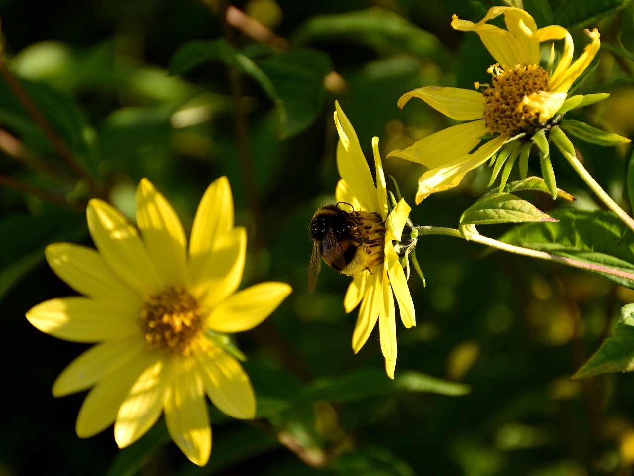 bee blossom bloom free photo