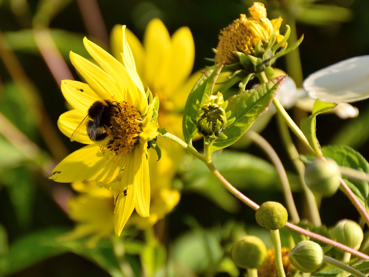 bee blossom bloom free photo