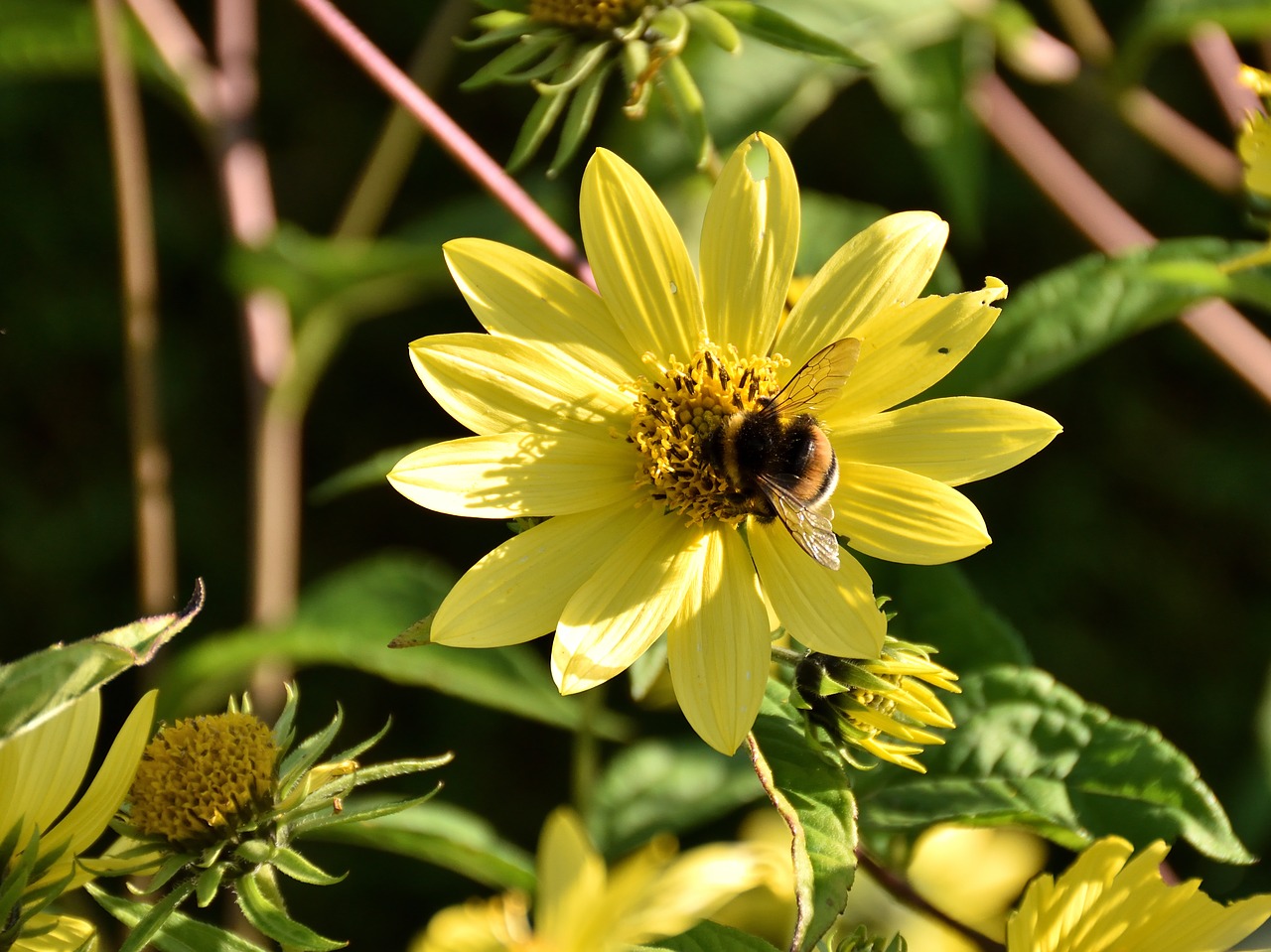 bee blossom bloom free photo