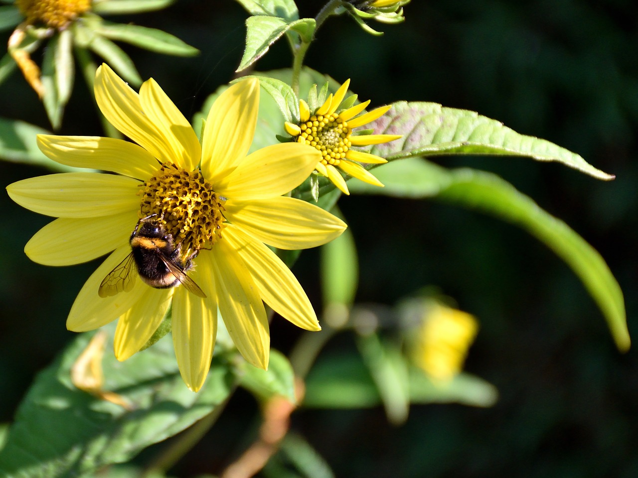 bee blossom bloom free photo