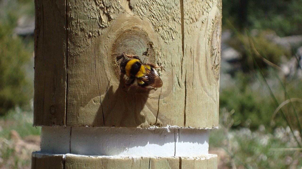 bee post animal free photo