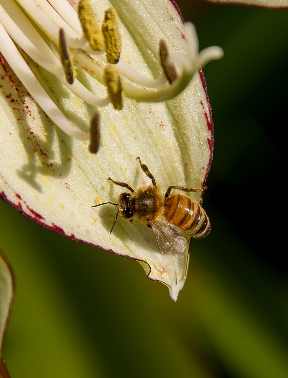 bee flower pollen free photo