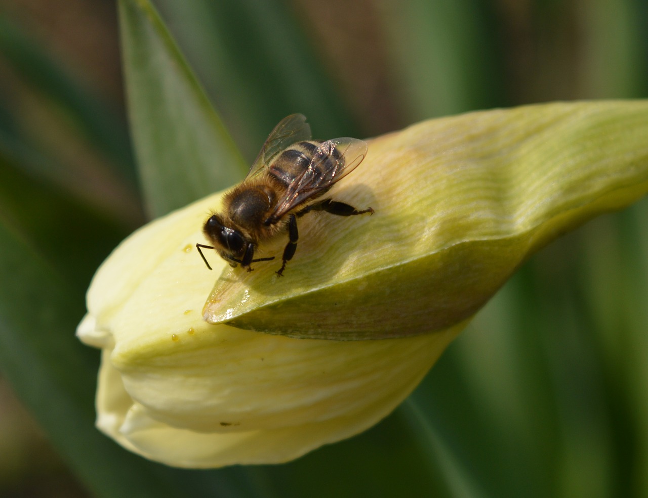 bee flower spring free photo