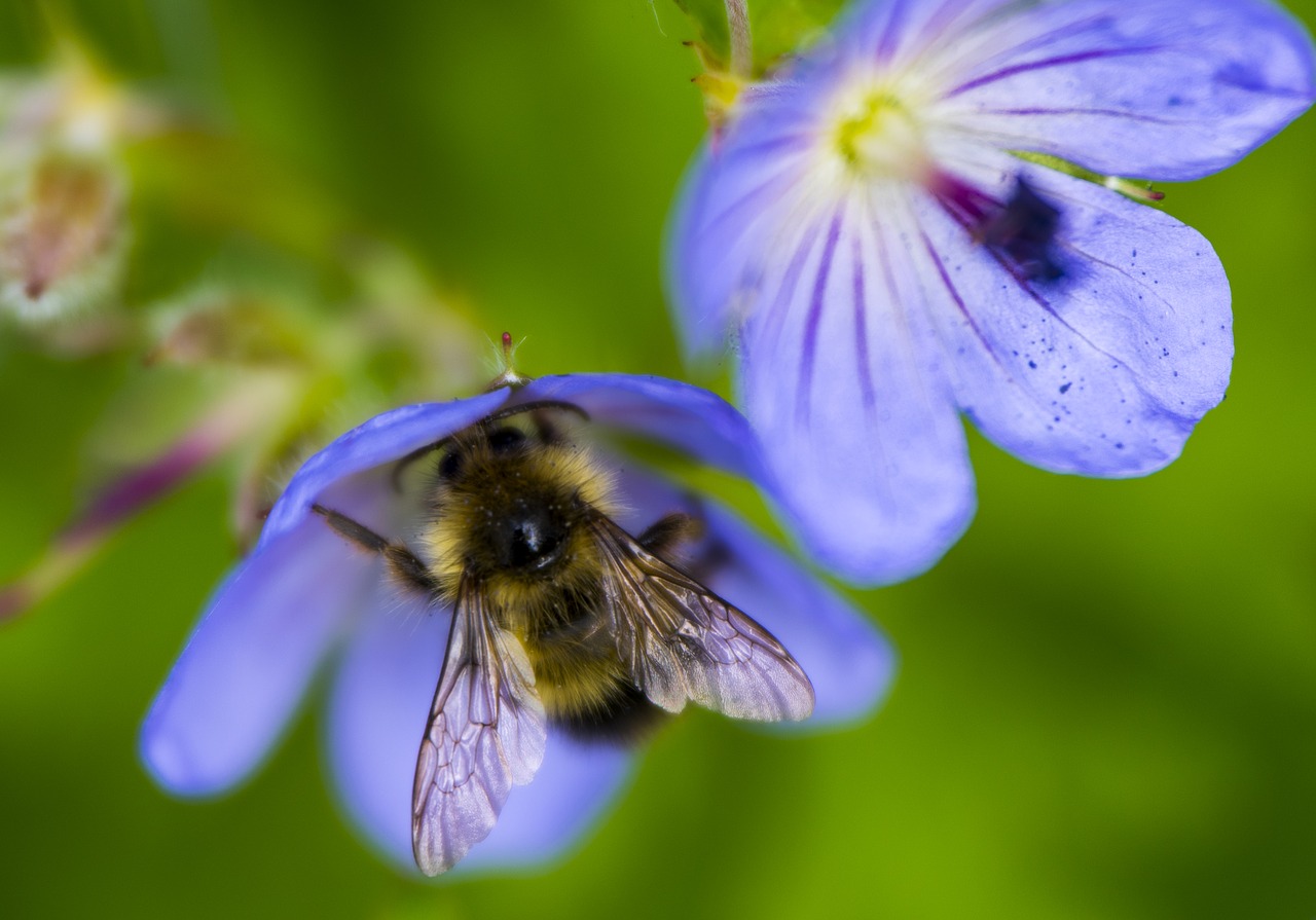 bee flower nature free photo