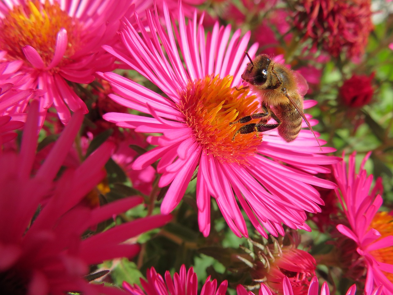 bee herbstaster autumn free photo