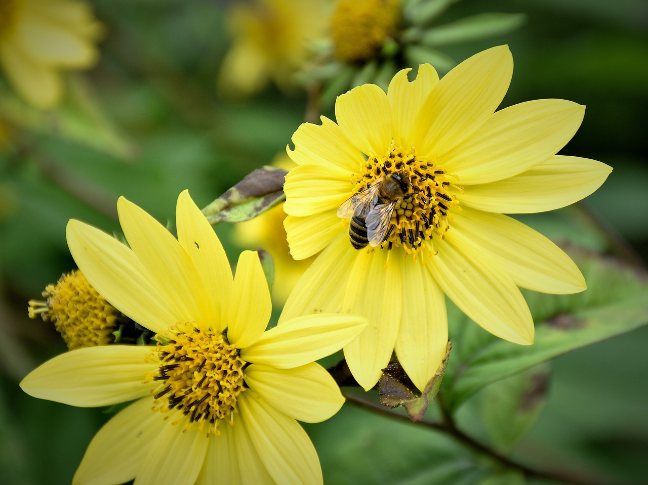 bee blossom bloom free photo