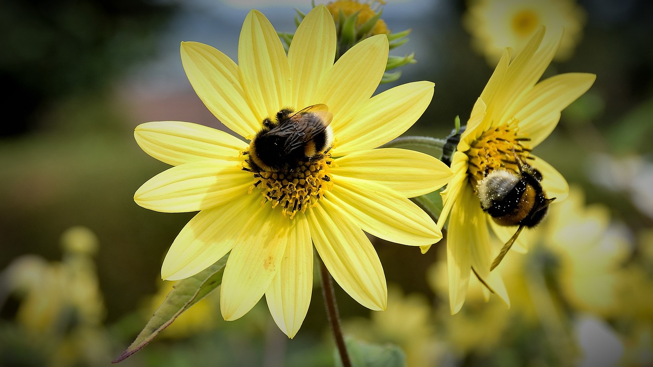 bee blossom bloom free photo