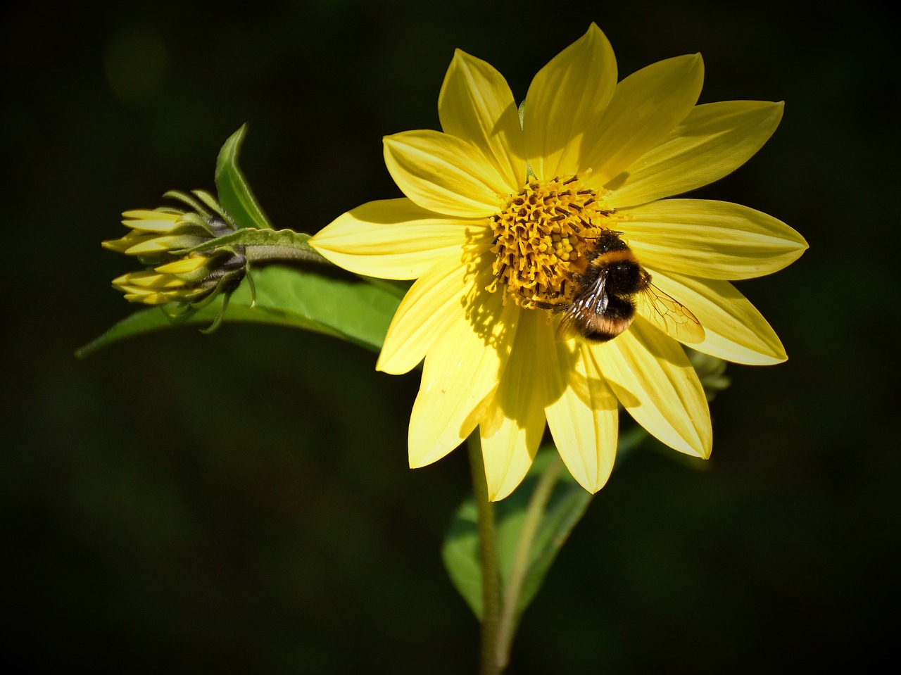 bee blossom bloom free photo