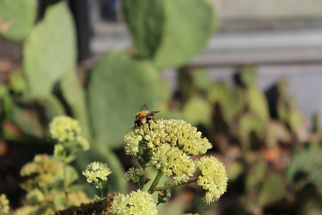 bee flower nature free photo