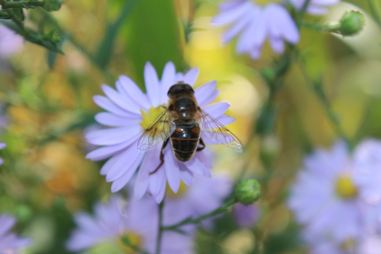 bee close flower free photo