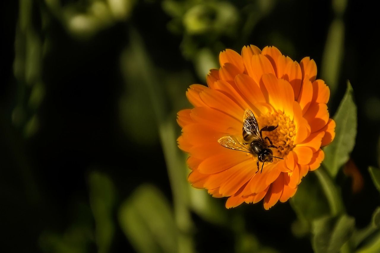 bee flower spring free photo