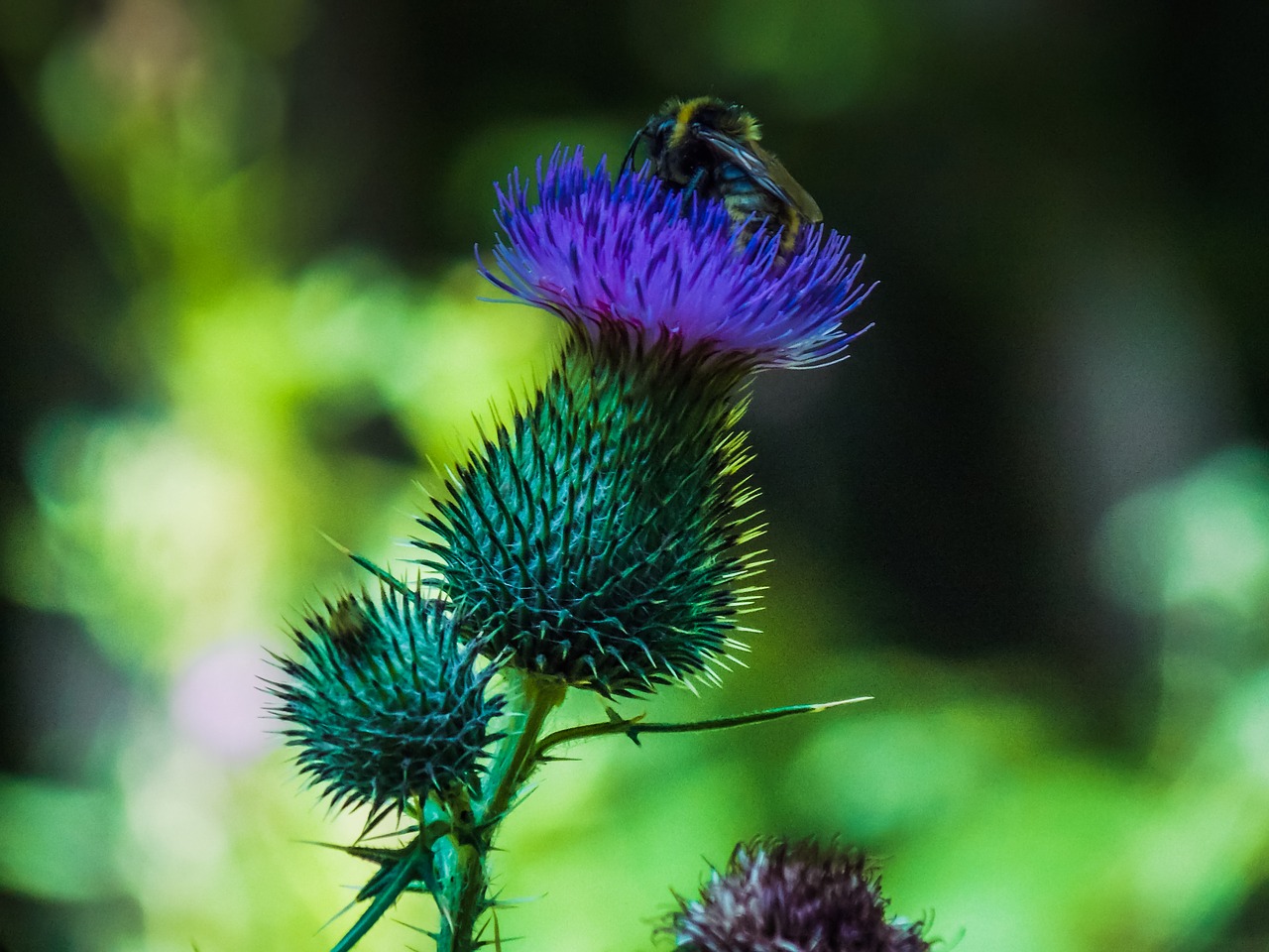 bee flower plant free photo