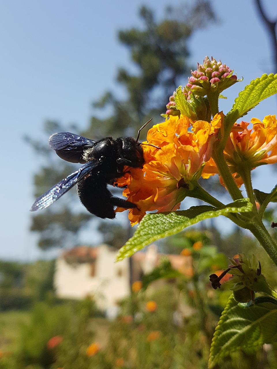 bee flower black hornet free photo