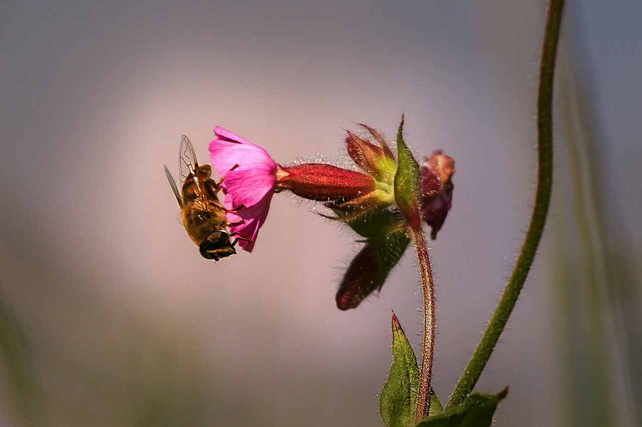 bee close nature free photo