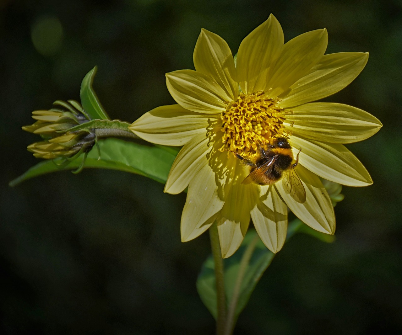 bee blossom bloom free photo