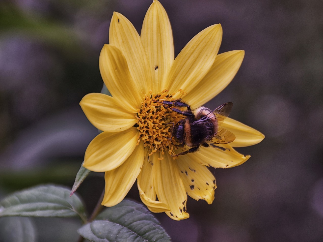 bee blossom bloom free photo