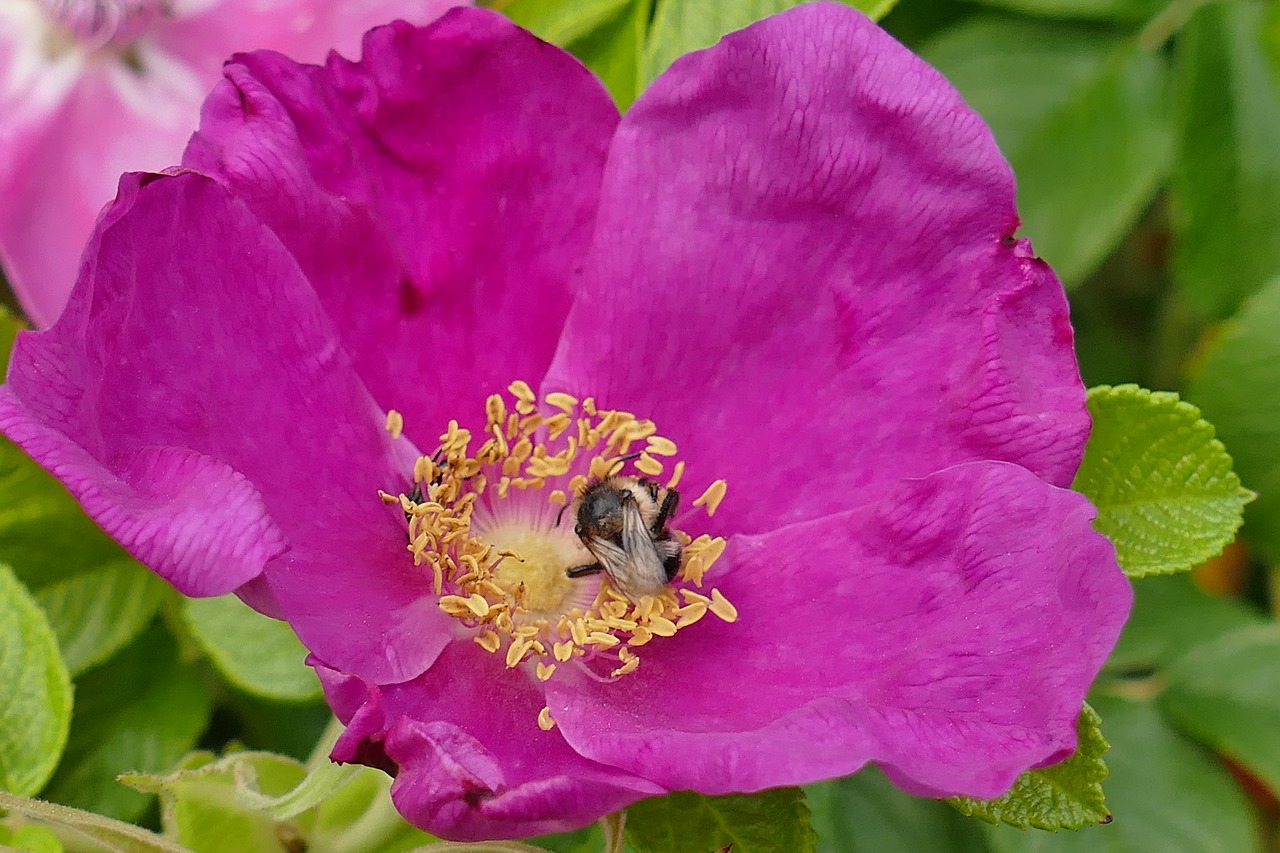 bee rose hip plant free photo