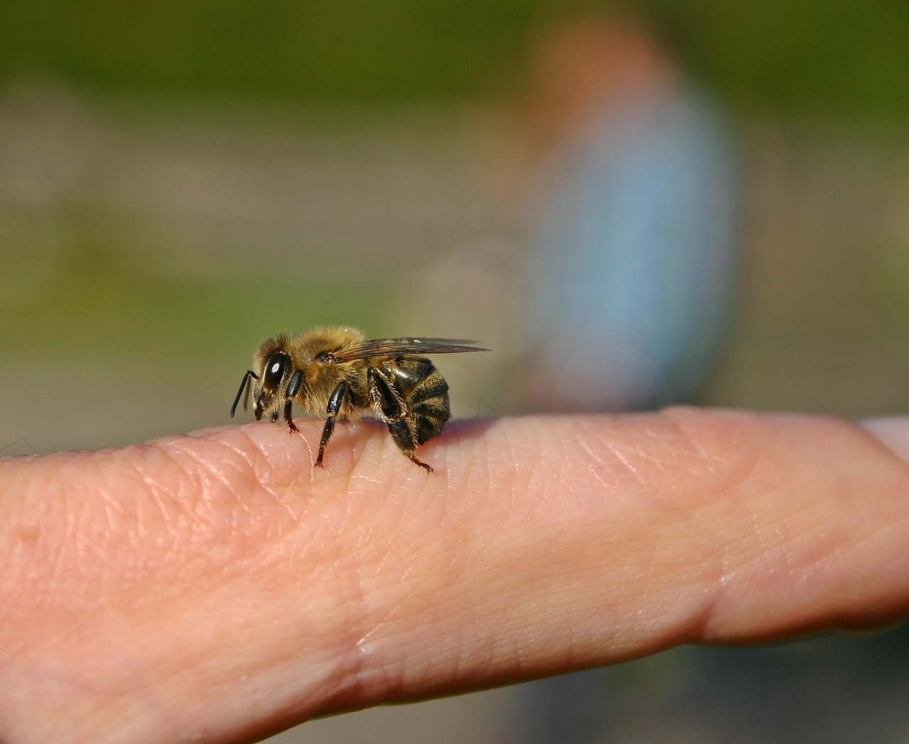 bee honey bee insect free photo