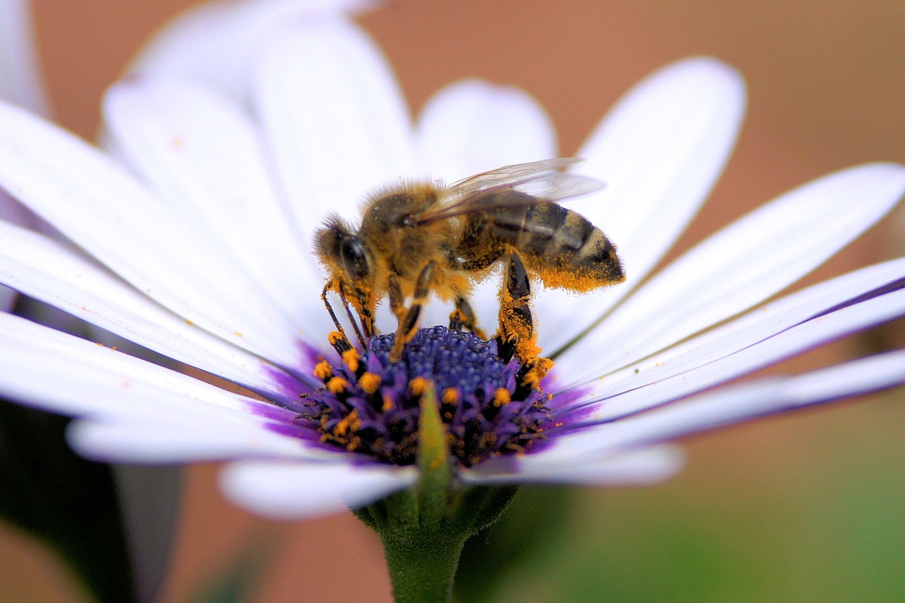 bee flower honey free photo