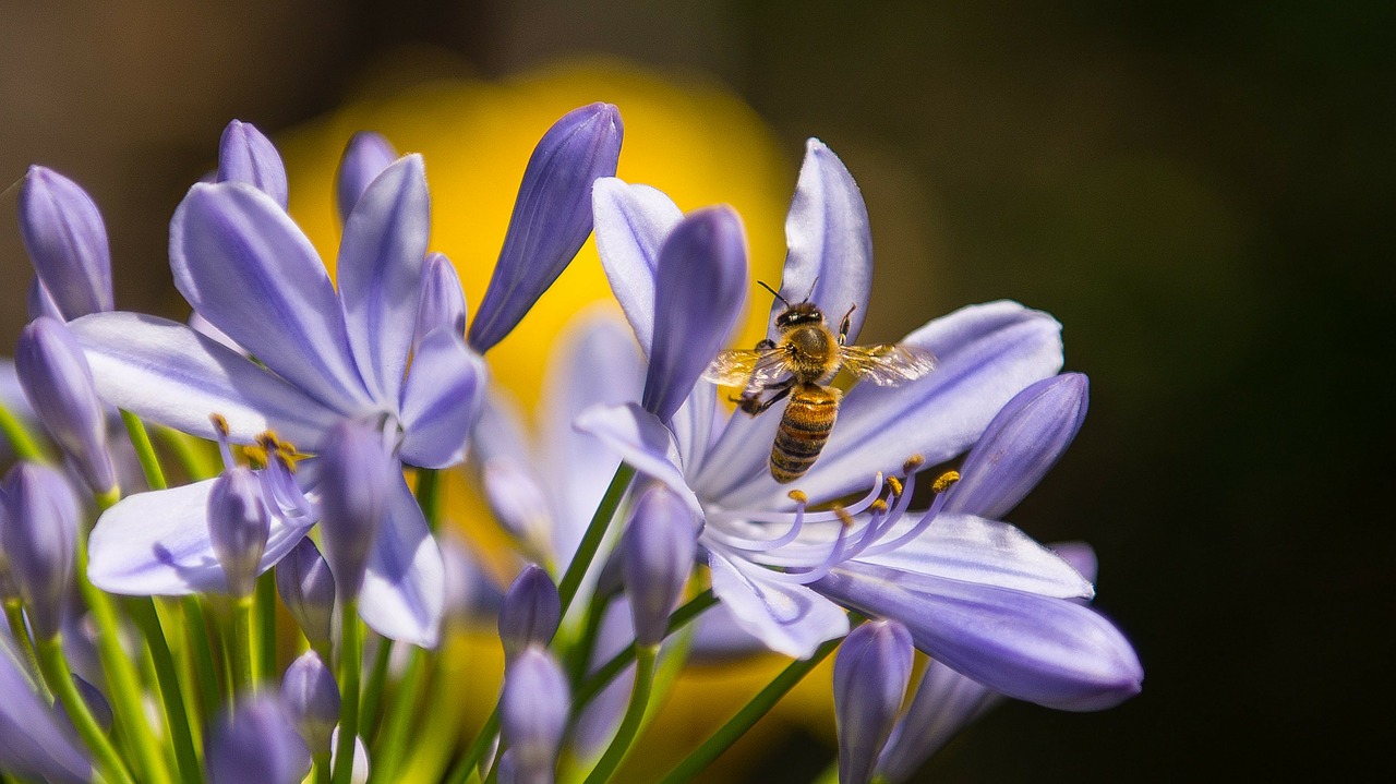 bee insect purple free photo