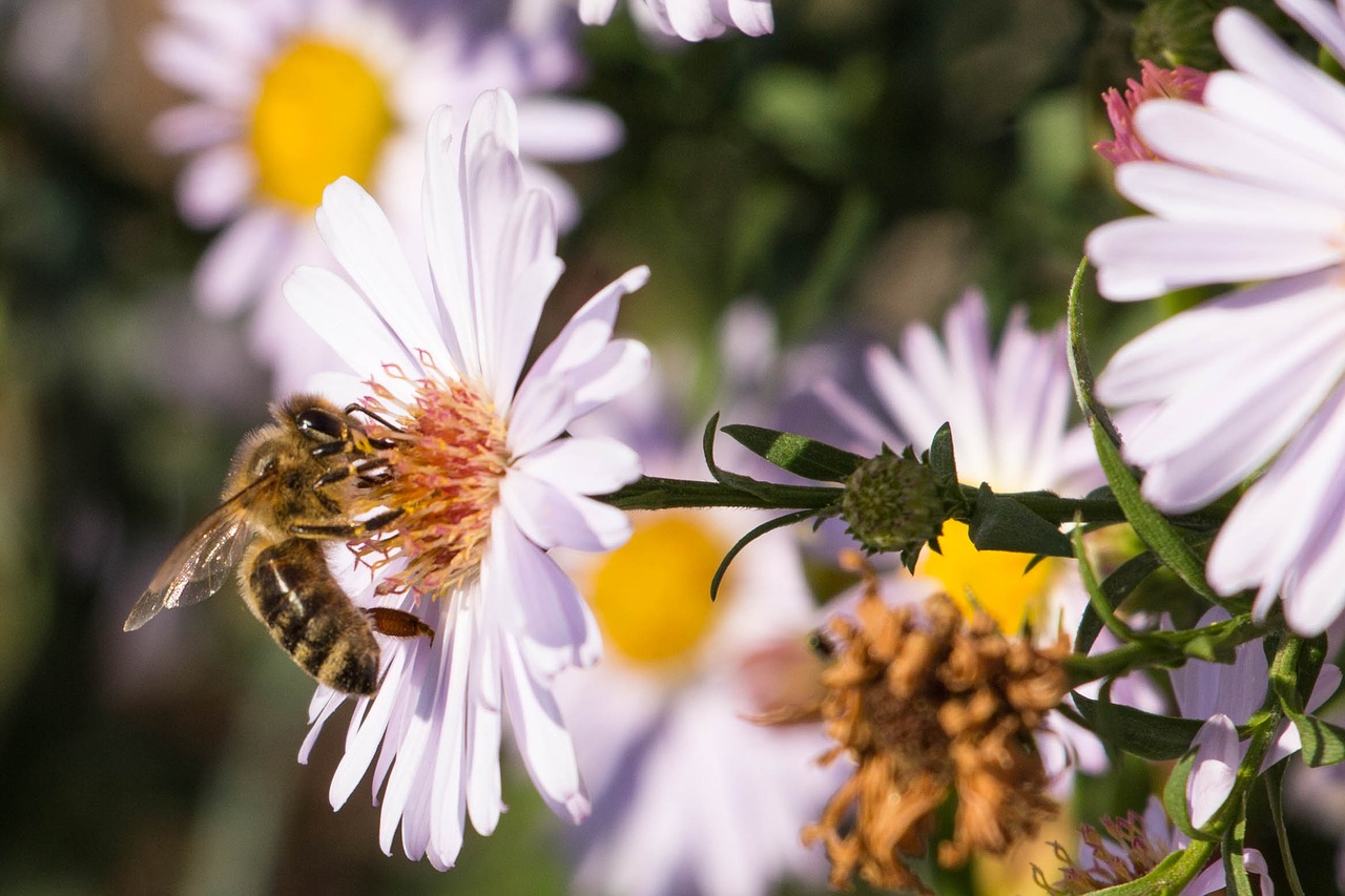 bee insect honey bee free photo