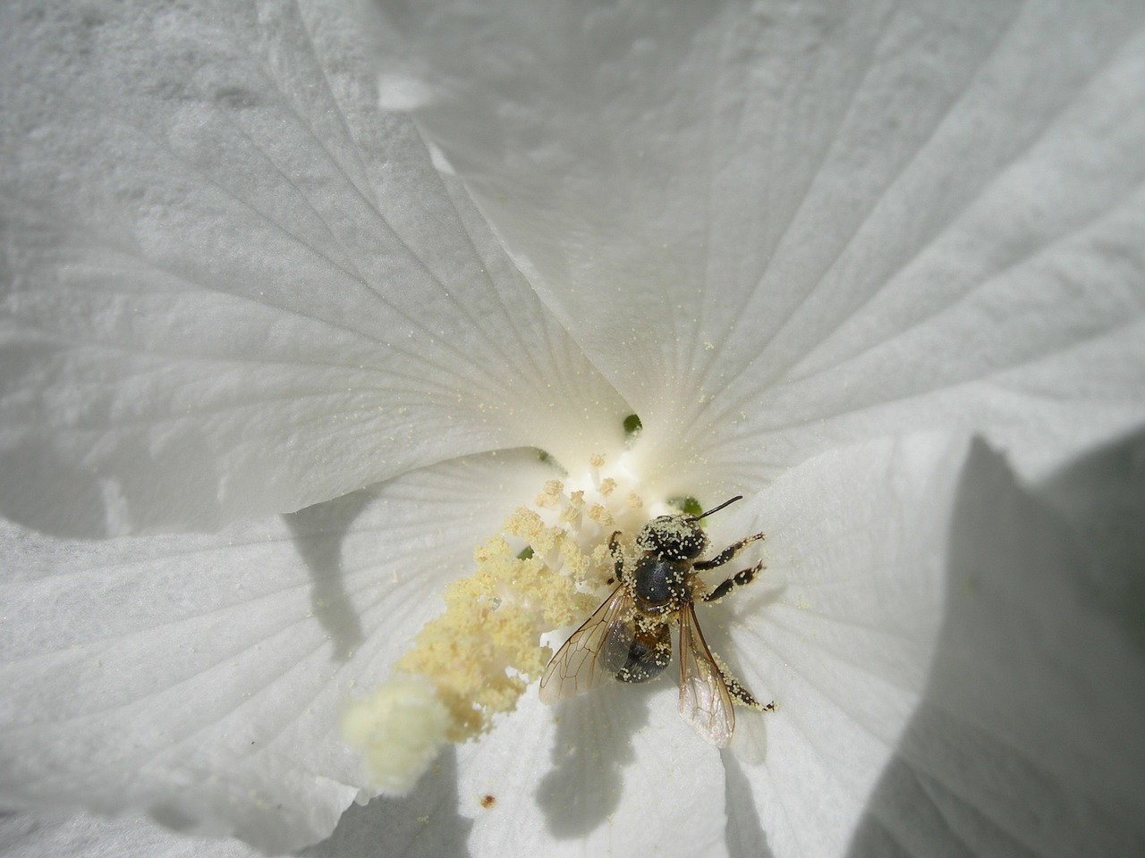 bee pollen blossom free photo