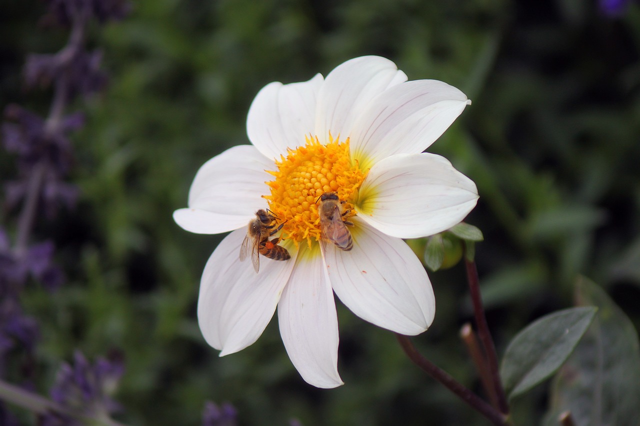 bee flower white flower free photo