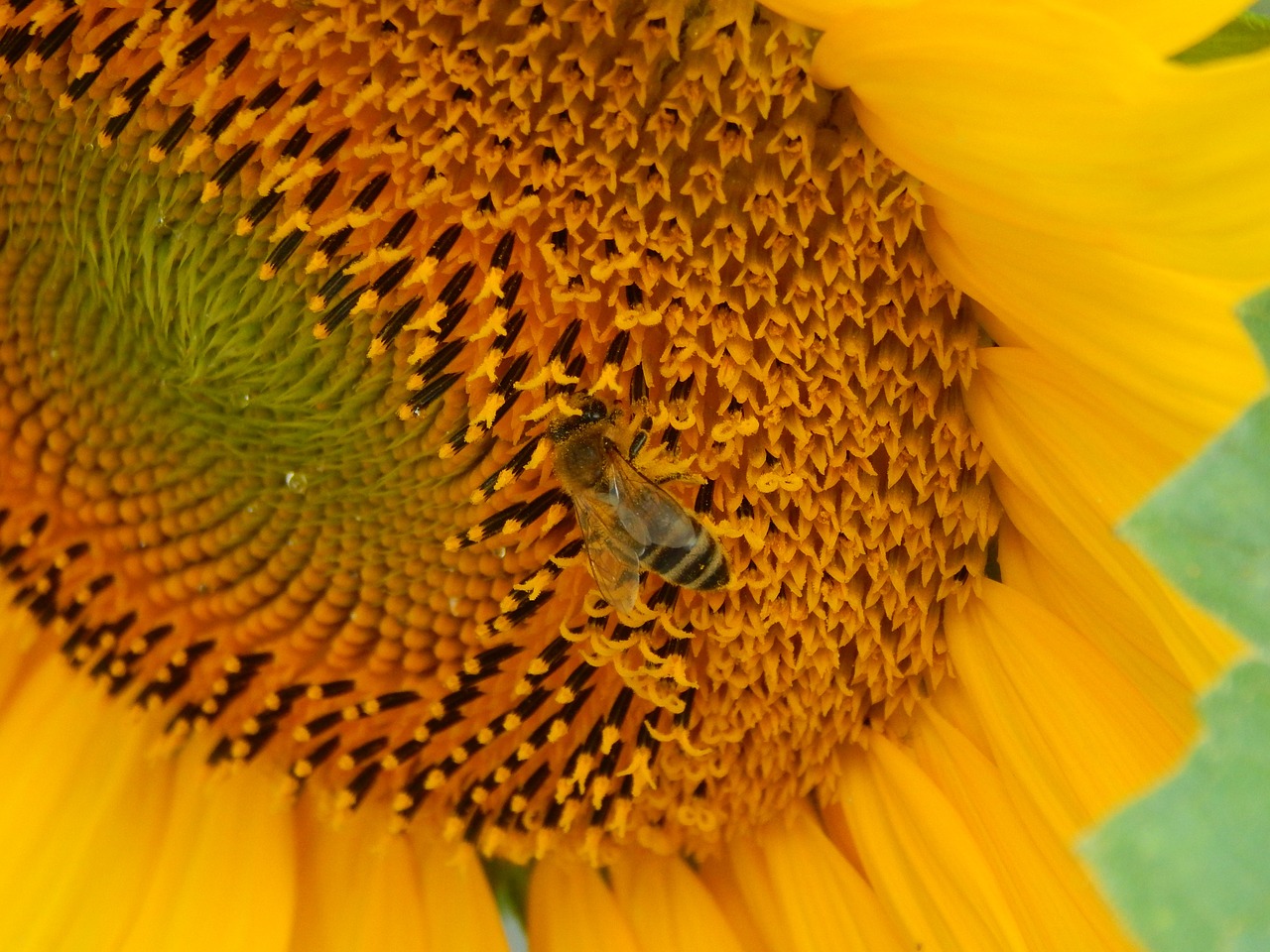 bee sunflower macro free photo