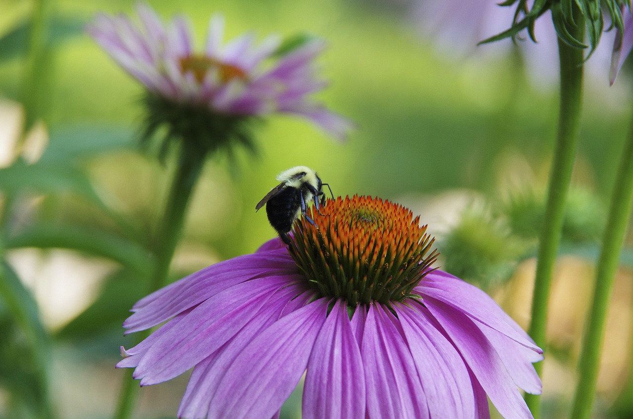 bee purple daisy free photo