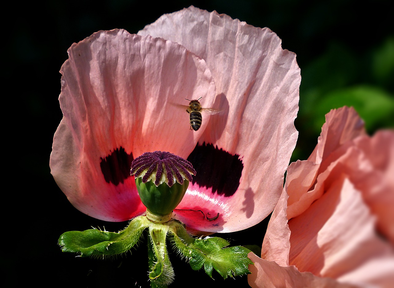 bee poppy flower free photo