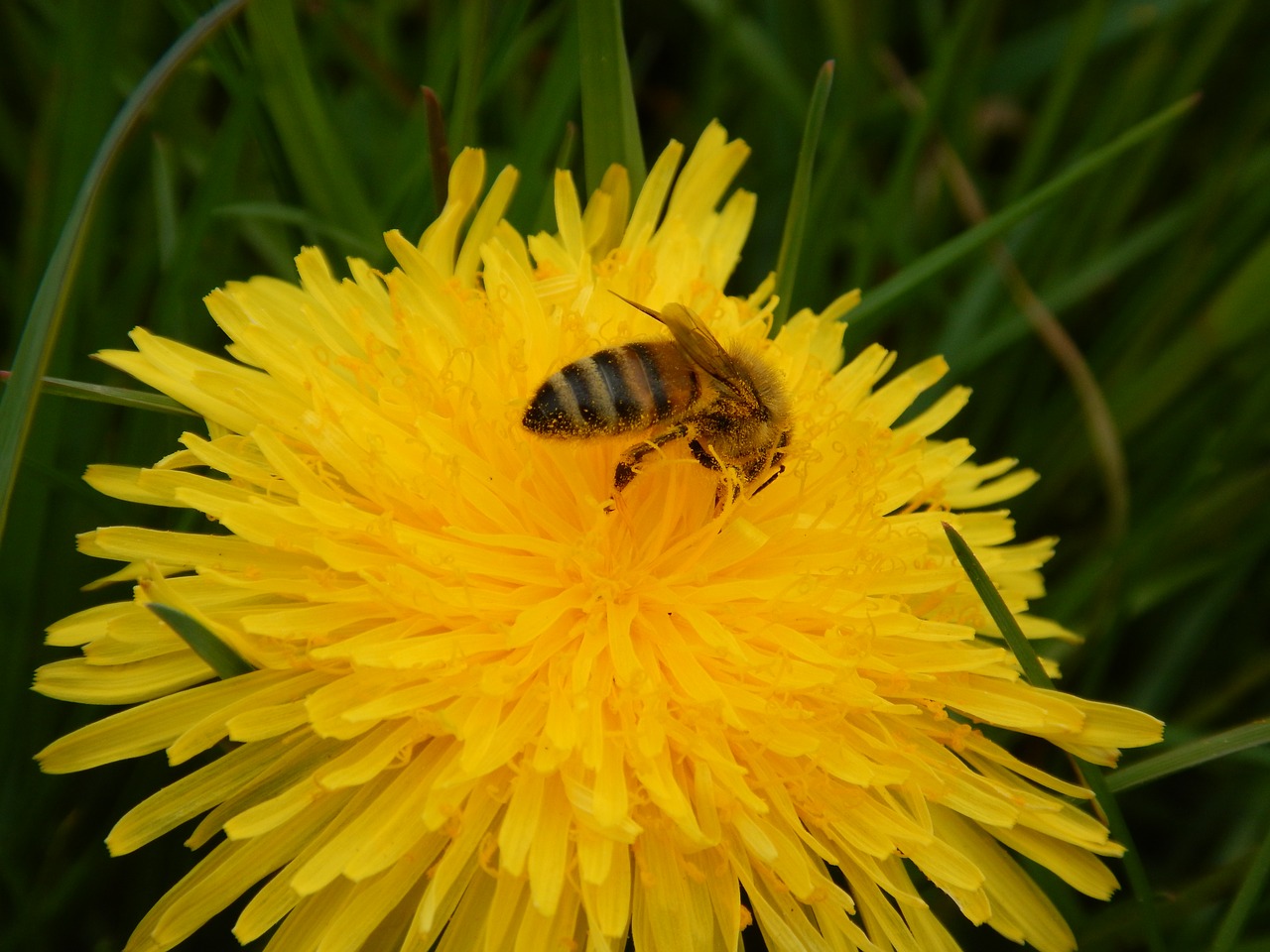 bee spring yellow free photo