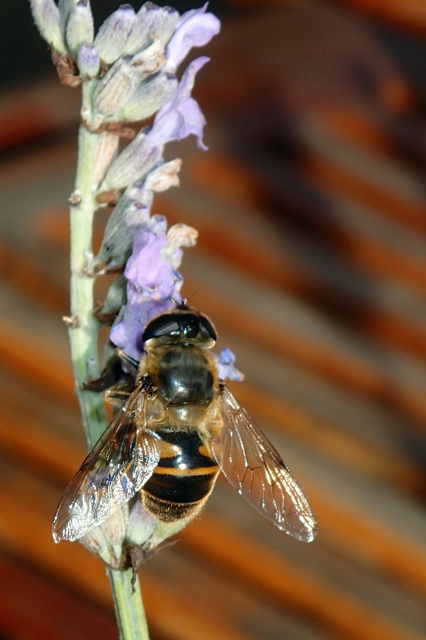 bee lavender wings free photo