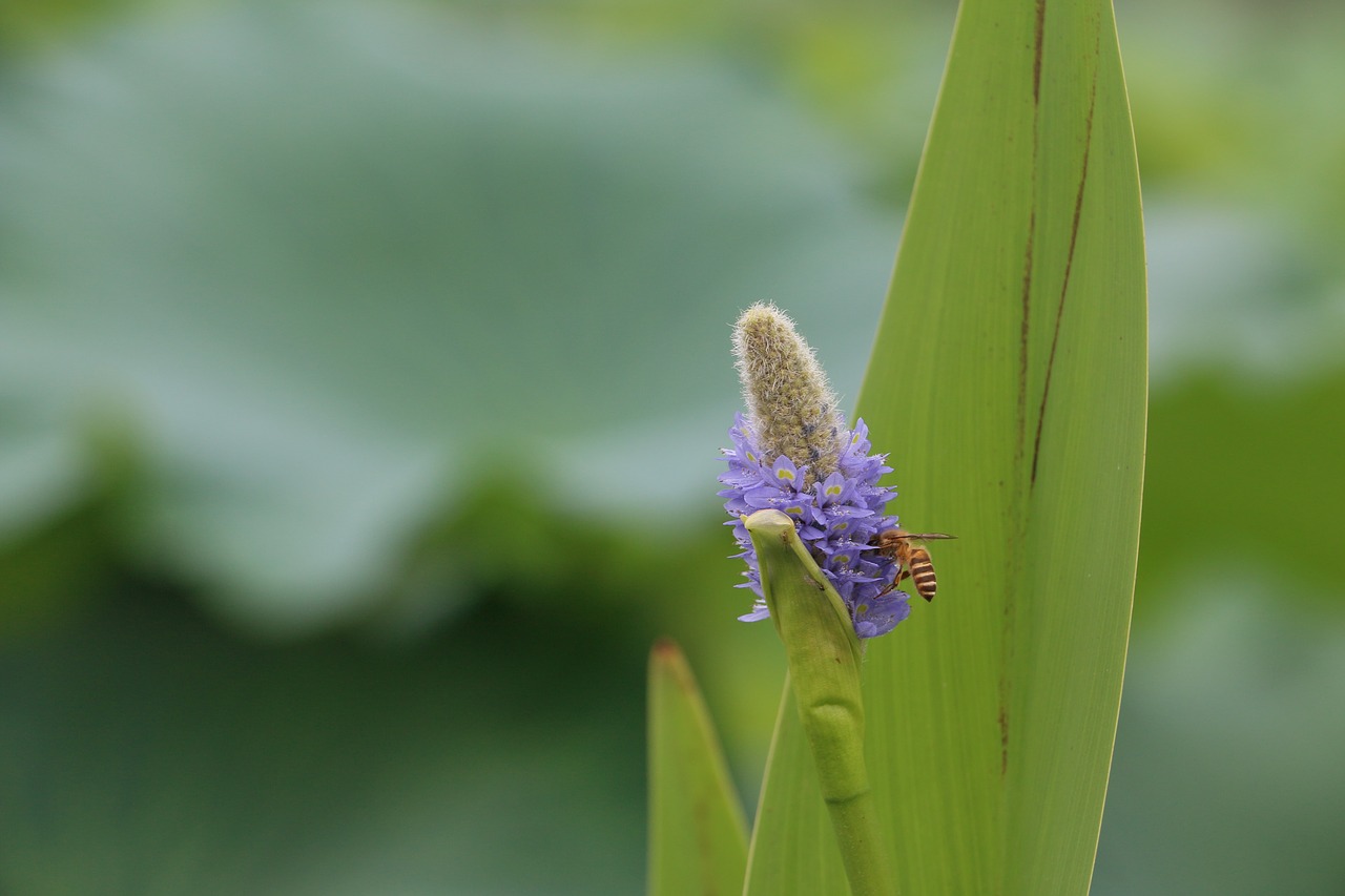 bee blur plant free photo