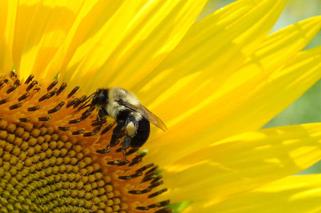 bee macro nature free photo