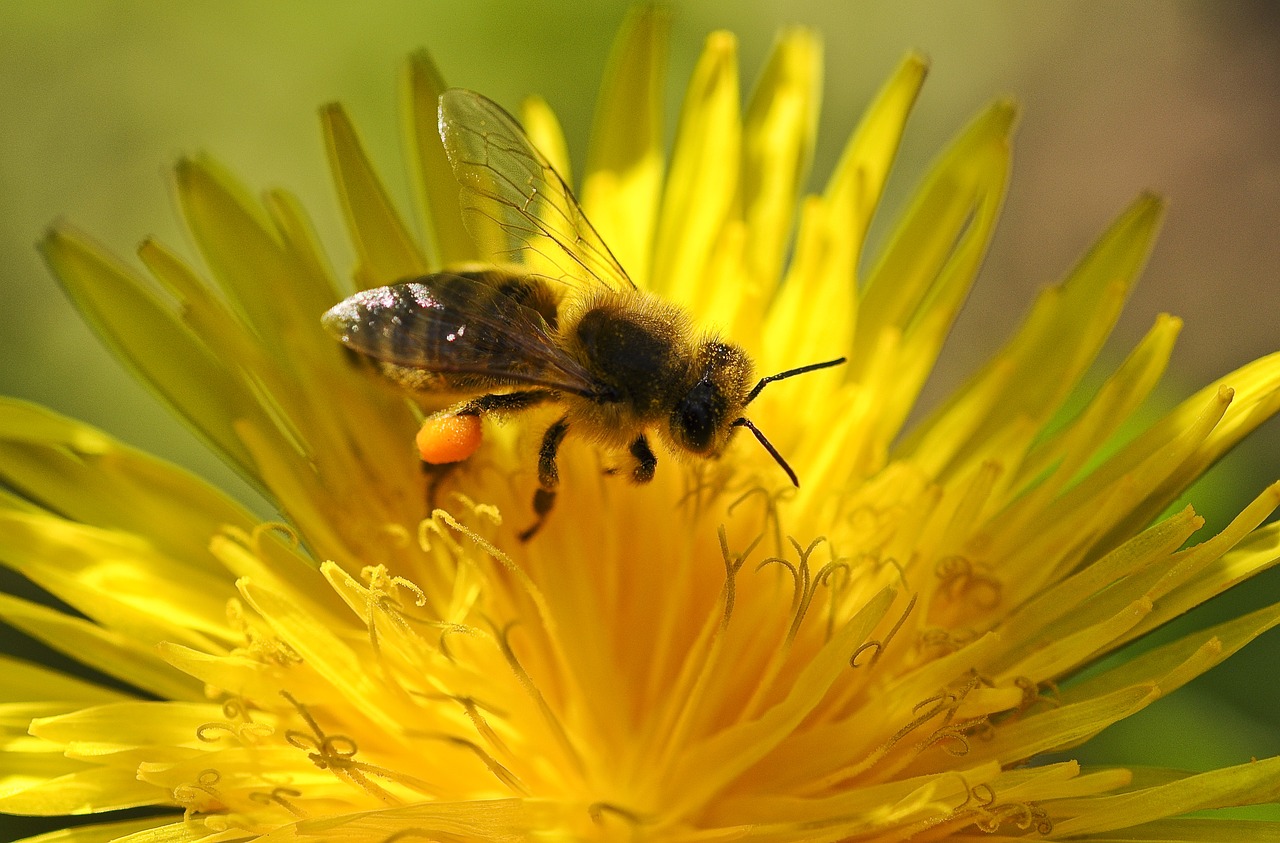 bee pollen spring free photo