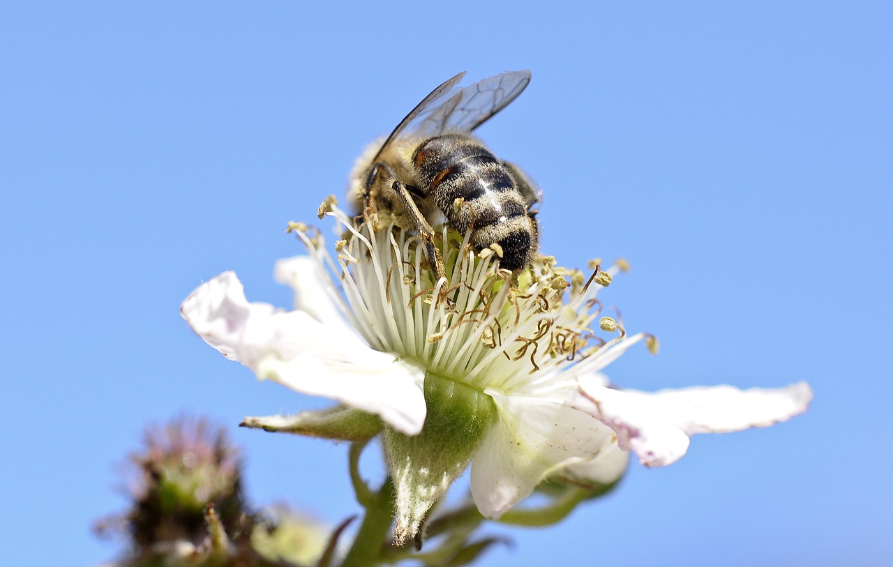 bee insect close free photo