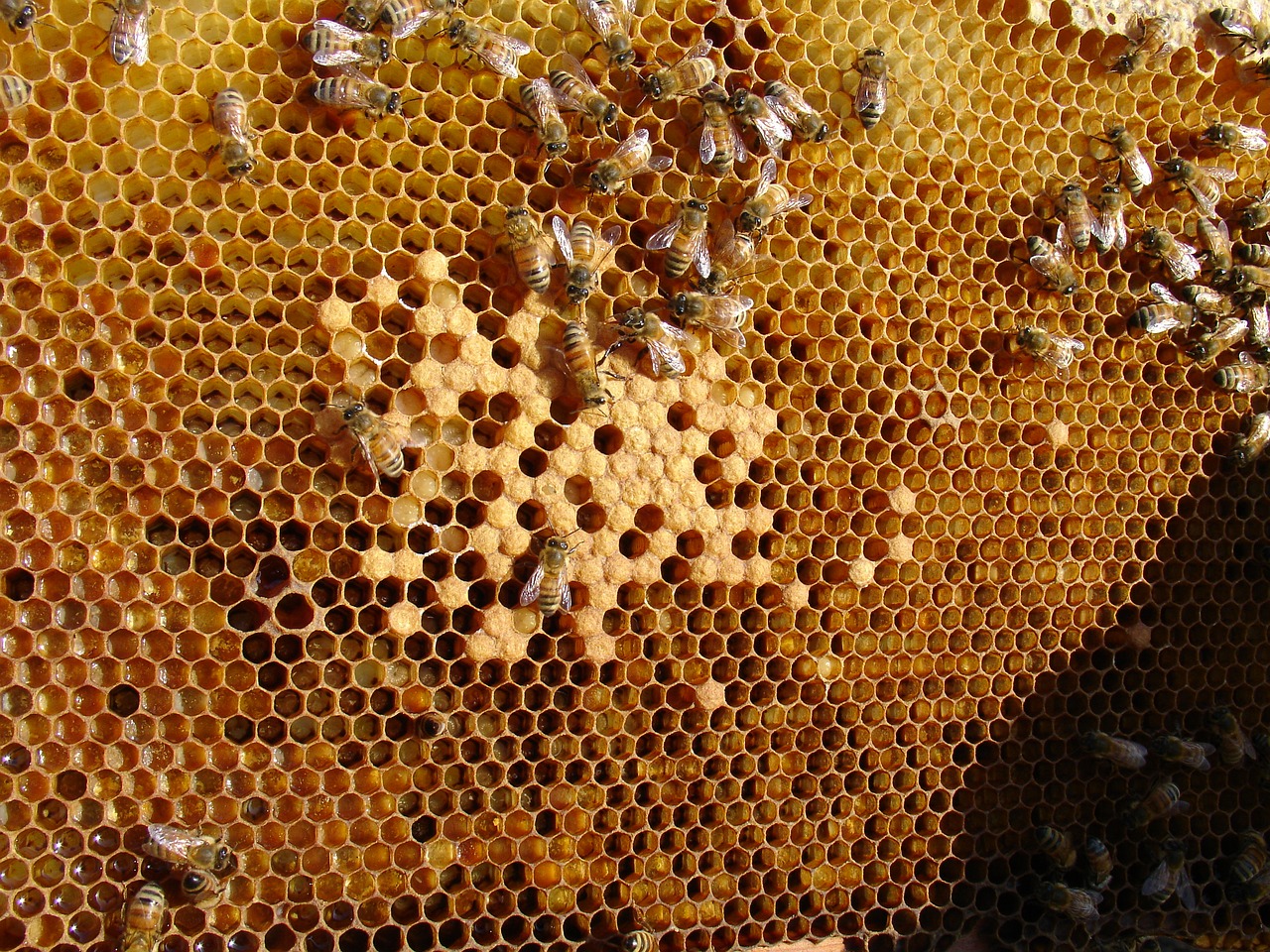 bee honeycomb folks ' presents free photo