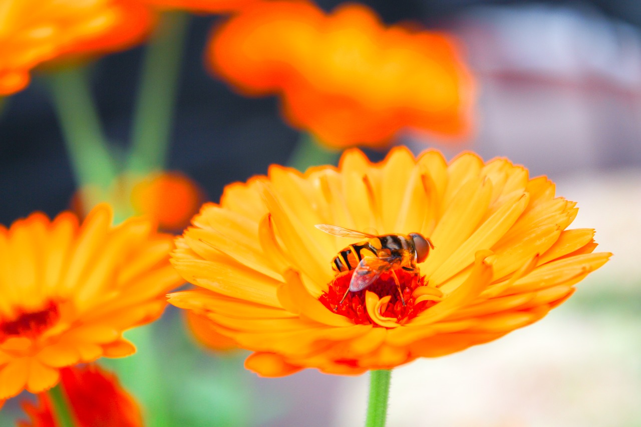 bee flower insect free photo