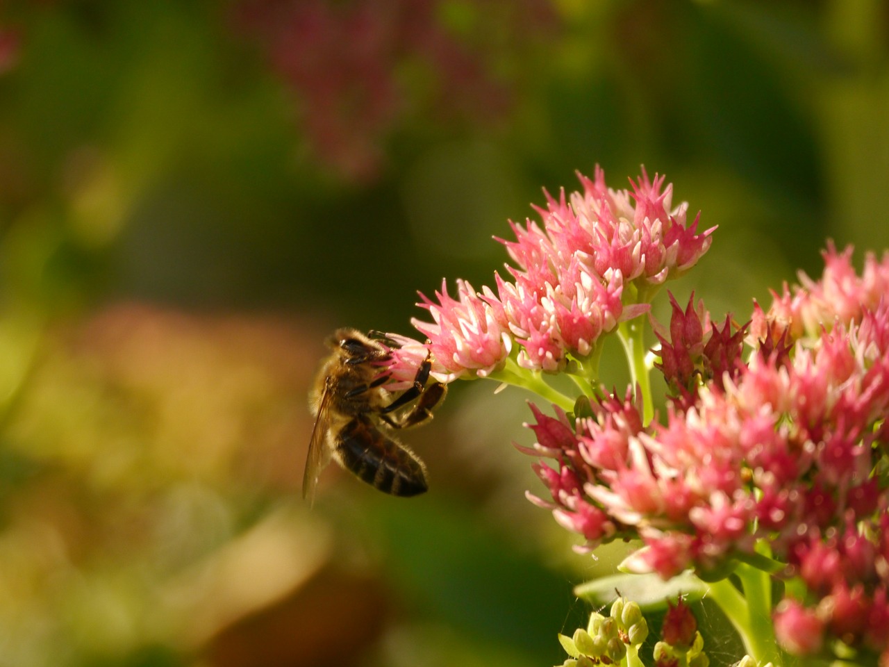 bee flower insect free photo