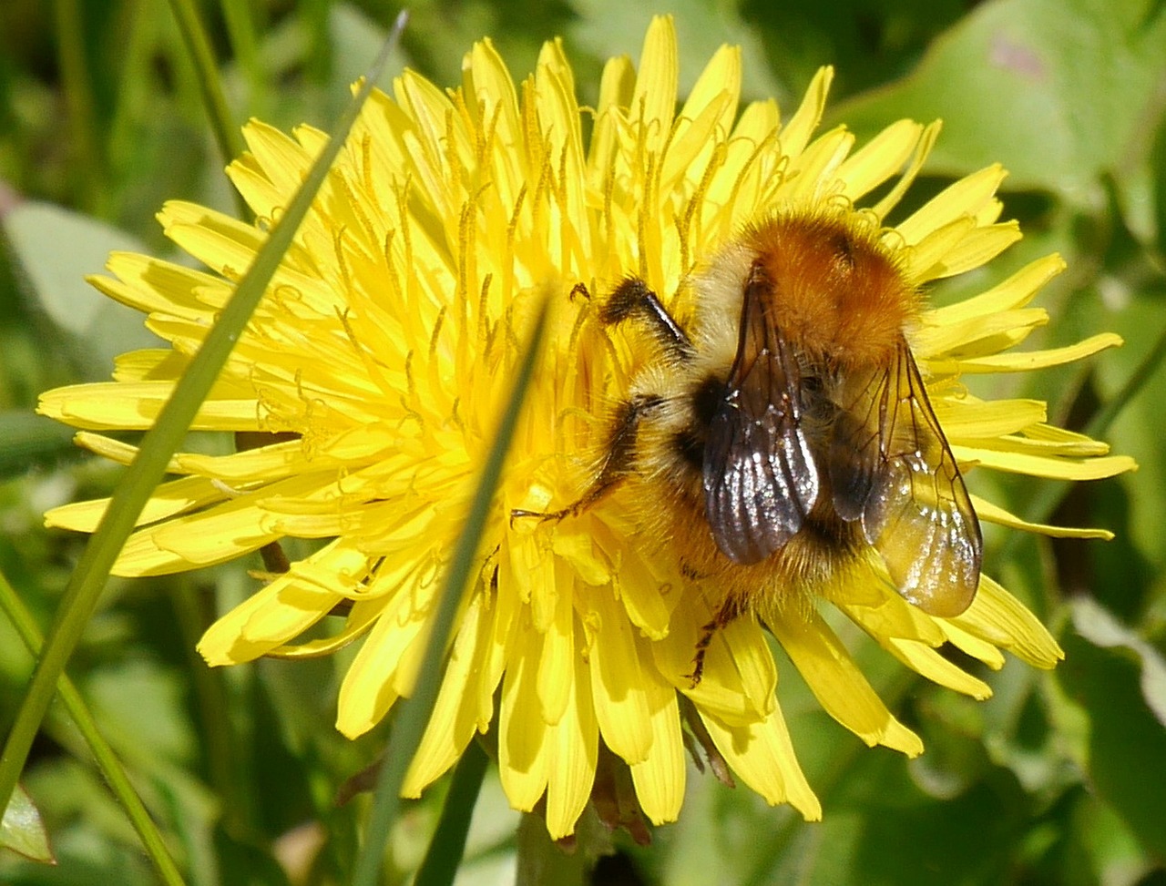 bee dandelion spring free photo