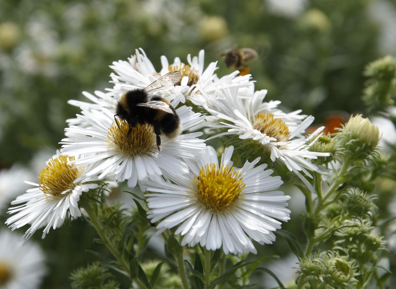 bee daisy flowers free photo