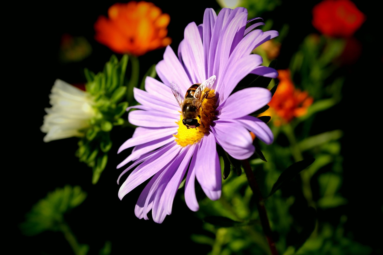 bee pollination flower free photo